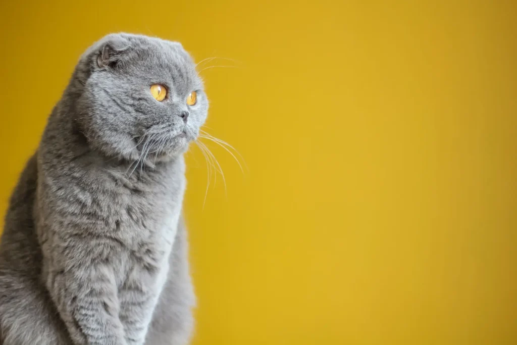 blue cat for news