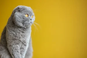 blue cat for news
